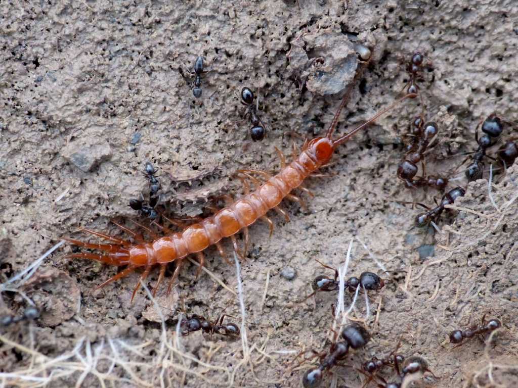 Lithobius sp. ospiti di Messor structor - Tolfa (RM) e Roma